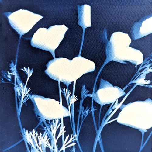 Poppy Blues