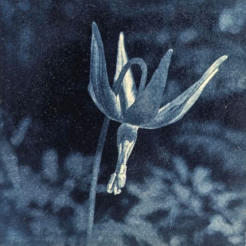 Fawn Lily