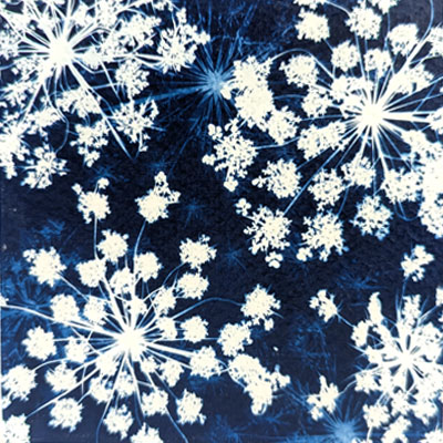 Lace Explosion II