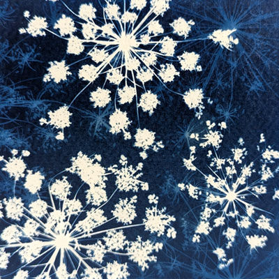 Lace Explosion III
